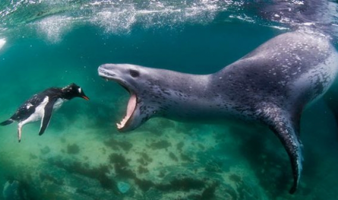 مشاهد لا تصدق - لحظات اصطياد اسد البحر لطائر البطريق في المياه القطبية