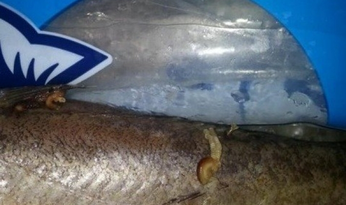 ضبط أسماك تخرج منها الديدان في نابلس