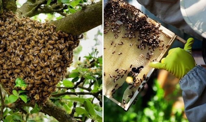 معلومات مثيرة عن نحل العسل نراهن أنك لم تسمع بها من قبل