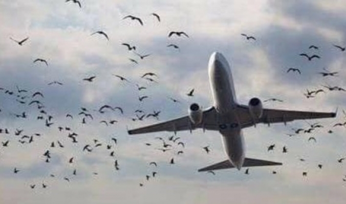 طيور تهدد طائرات لبنان.. وخوف من كارثة قادمة!