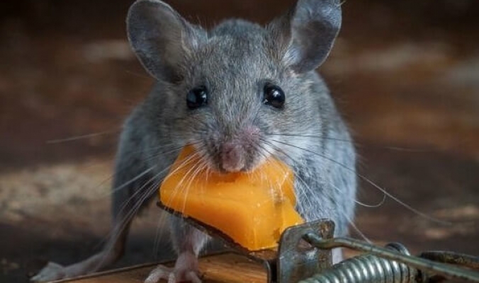هل الفئران تحب الجبنة حقاً أم هو خرافة وخطأ كبرنا معهما؟؟