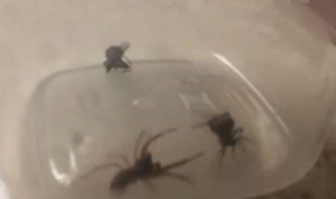 بالفيديو.. عنكبوت انثى &quot;تنفجر&quot; الى عشرات العناكب الصغيرة خلال مشاجرة