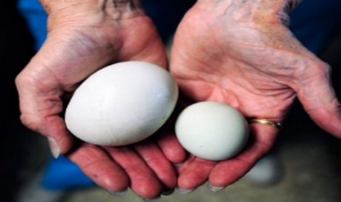 العثور على بيضة داخل بيضة عملاقة