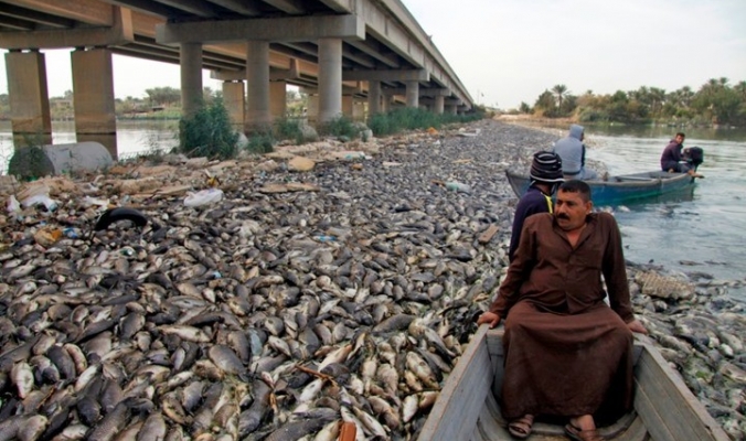 العراق يكشف أسباب نفوق ملايين الأسماك بشكل مفاجئ