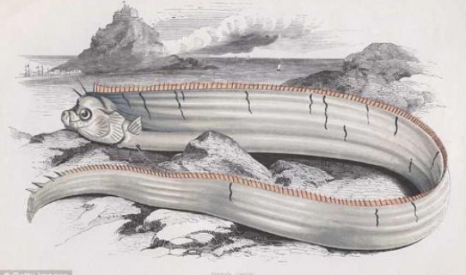 فيديو نادر: لأول مرة العلماء يلتقطون صوراً لسمكة أسطورية طولها 15 متر!!