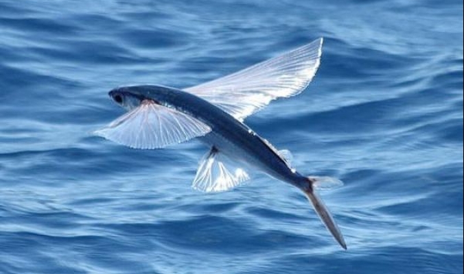 بالصور والفيديو: من عجائب قدرة الله عز وجل... الأسماك الطائرة المذهلة