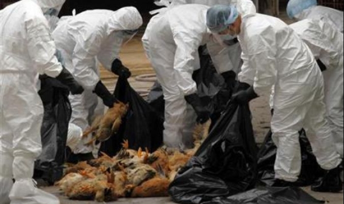 وكالة انباء الصين :حالة وفاة جديدة بانفلونزا الطيور في جنوب غرب الصين
