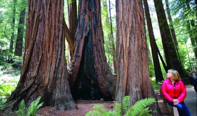 شجرة في كاليفورنيا عمرها 777 عاماً