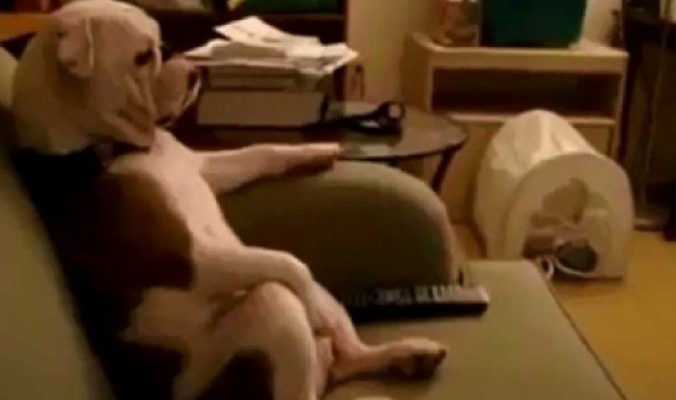 بالفيديو.. كلب هاسكى يقول:”أريد أمى”