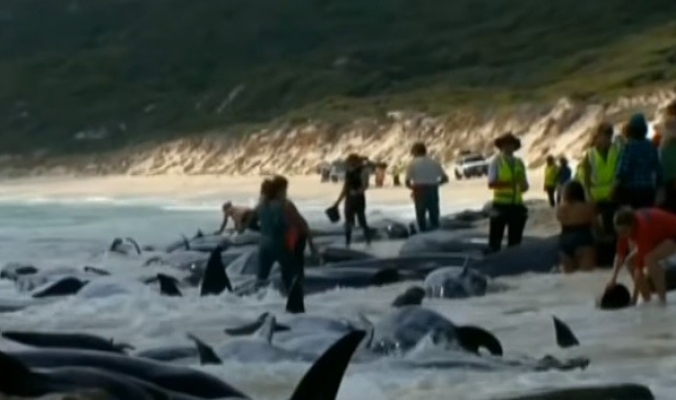 شاهد.. جنوح أعداد غير مألوفة من الحيتان إلى شواطئ أستراليا