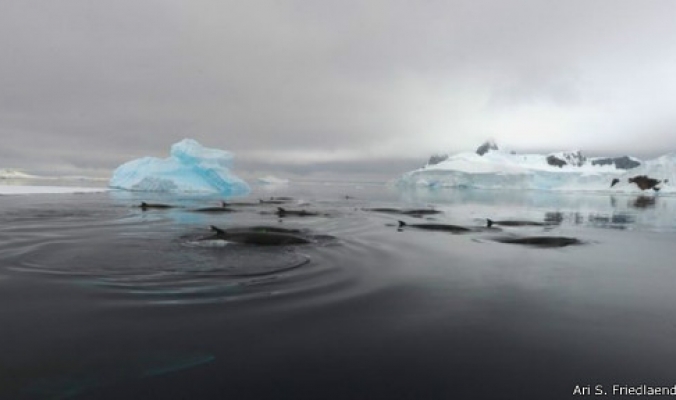 كشف لغز الصوت الغامض في منطقة القطب الجنوبي