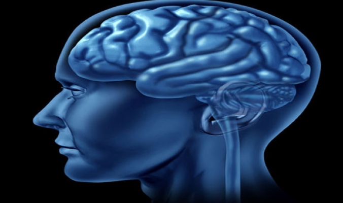كيف يخزن الدماغ المعلومات و يفقدها؟