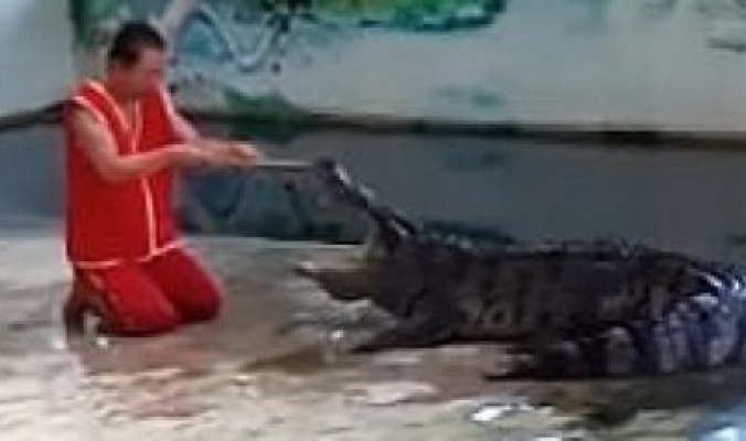 بالفيديو.. تمساحٌ ينقضُّ على مدربه ويغدر به بعد أن وضع رأسه بين فكَّيه !