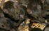 ممنوع صيد الفئران.. تعرف على أغرب 12 قانون فى العالم